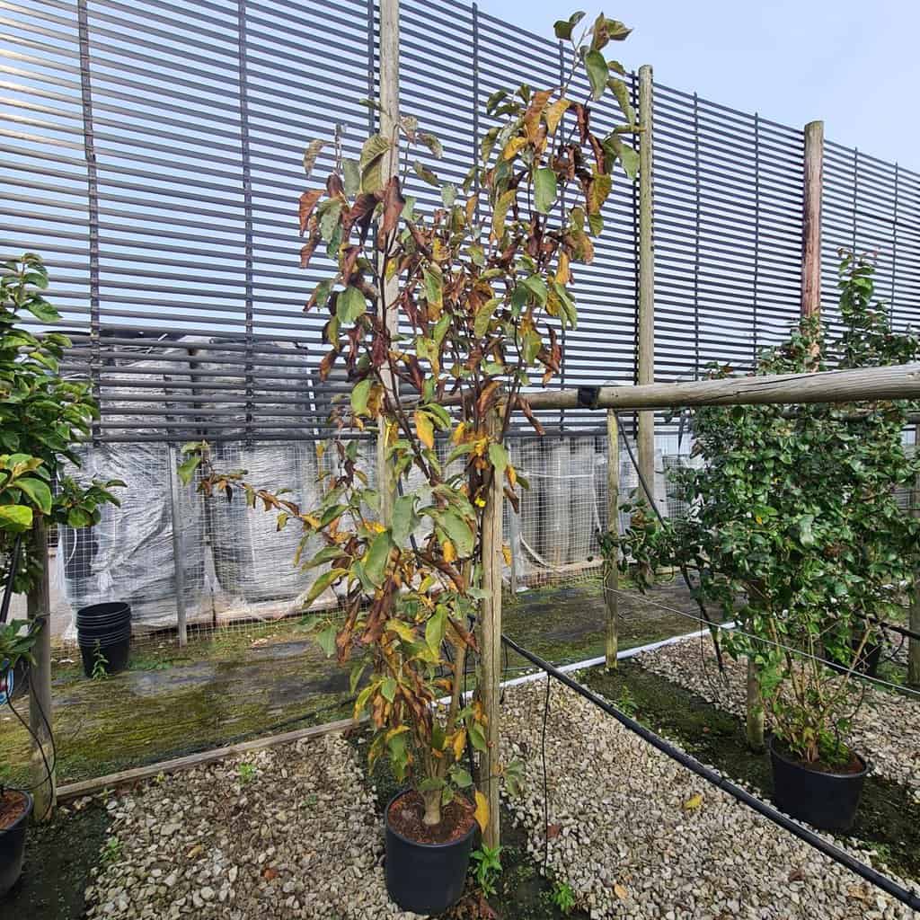 Magnolia 'Heaven Scent' 200-250 cm